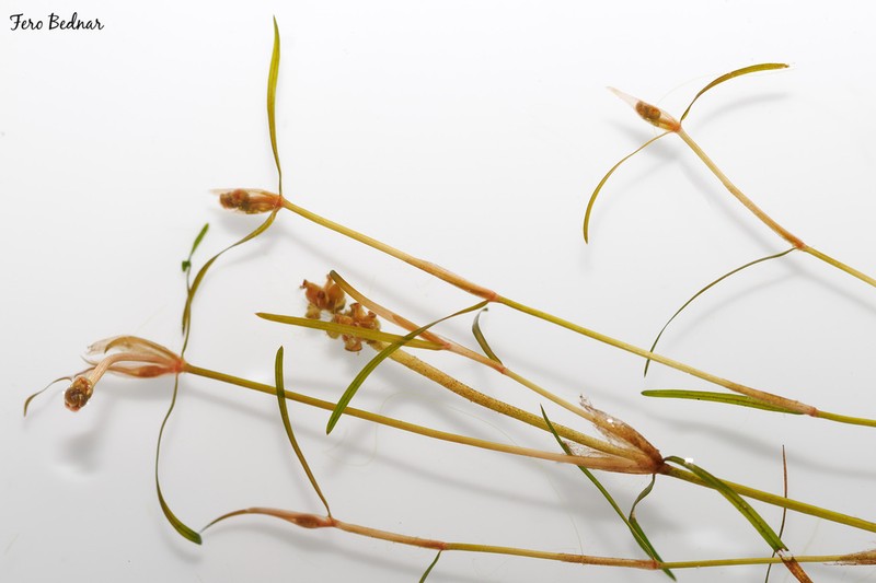 Potamogeton pusilliformis photo 4
