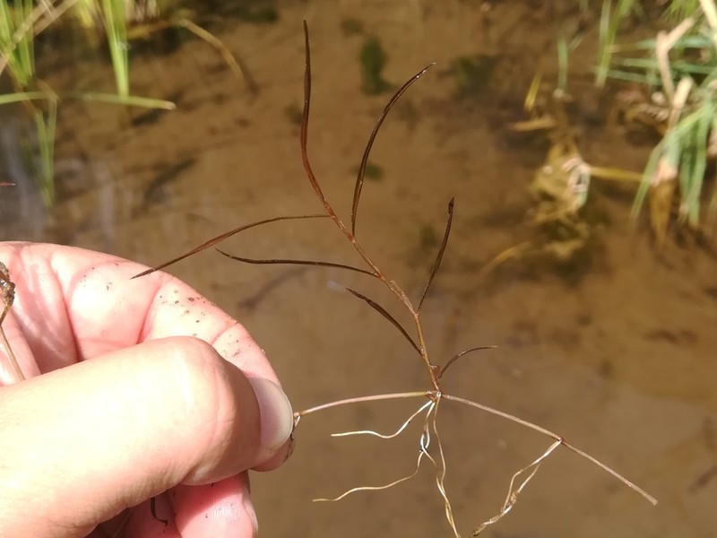 Potamogeton pusilliformis photo 5