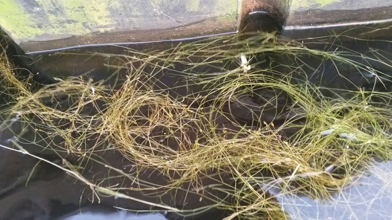Potamogeton pusilliformis photo 6
