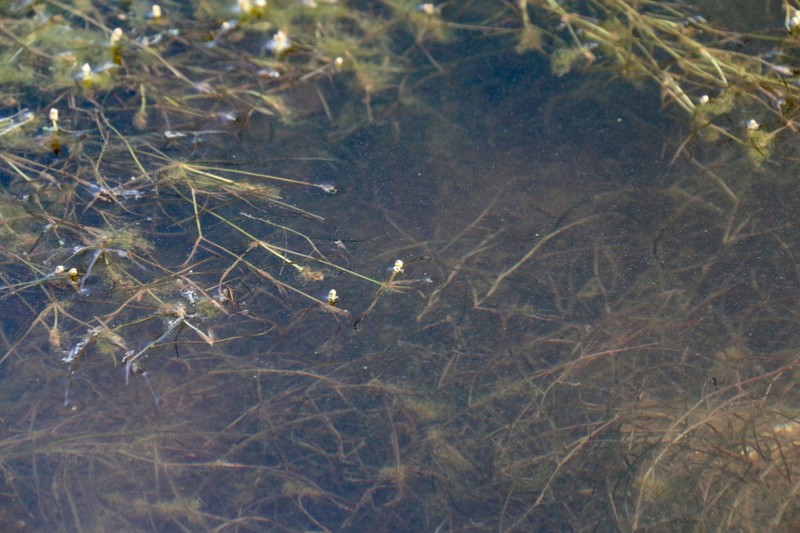 Potamogeton pusilliformis photo 7