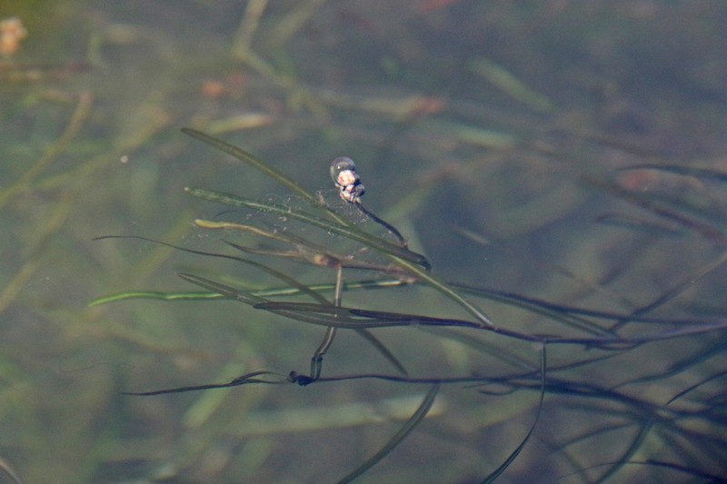 Potamogeton pusilliformis photo 8