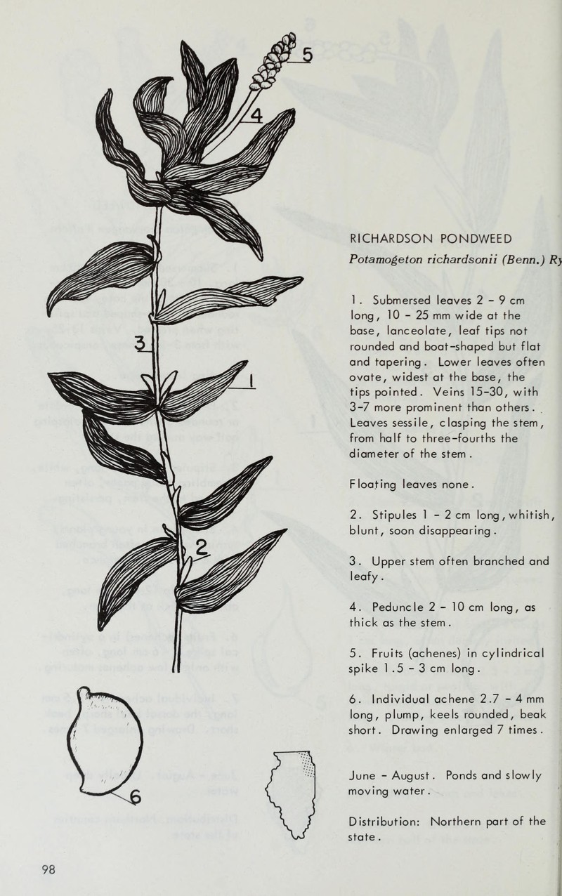 Richardson's Pondweed photo 4