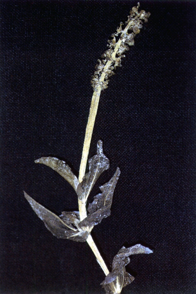 Richardson's Pondweed