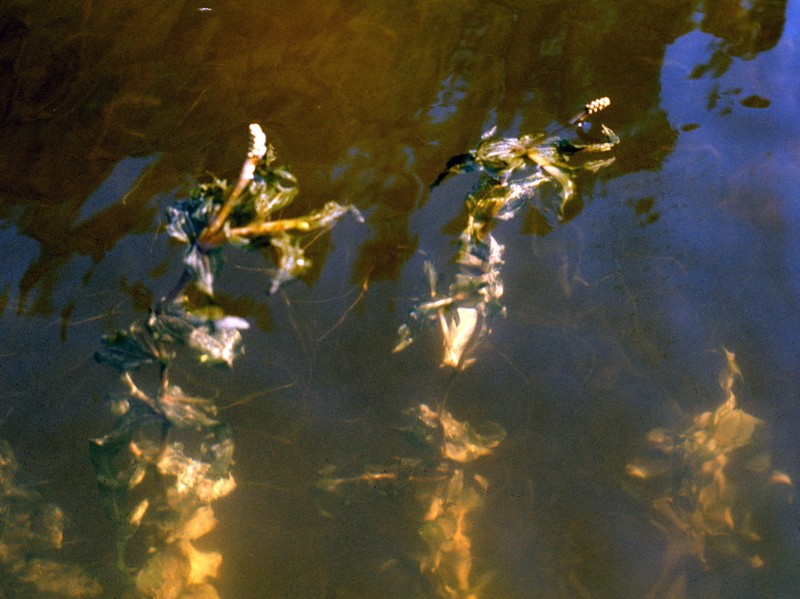 Richardson's Pondweed photo 2