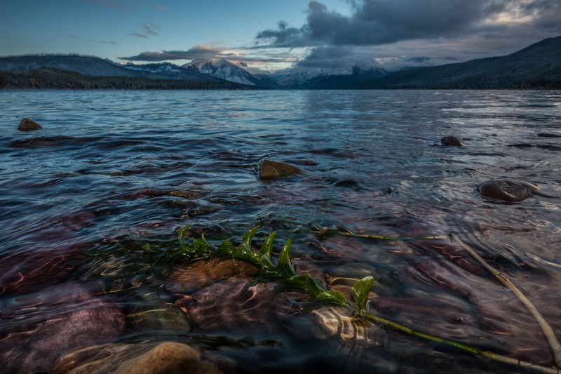 Richardson's Pondweed photo 3