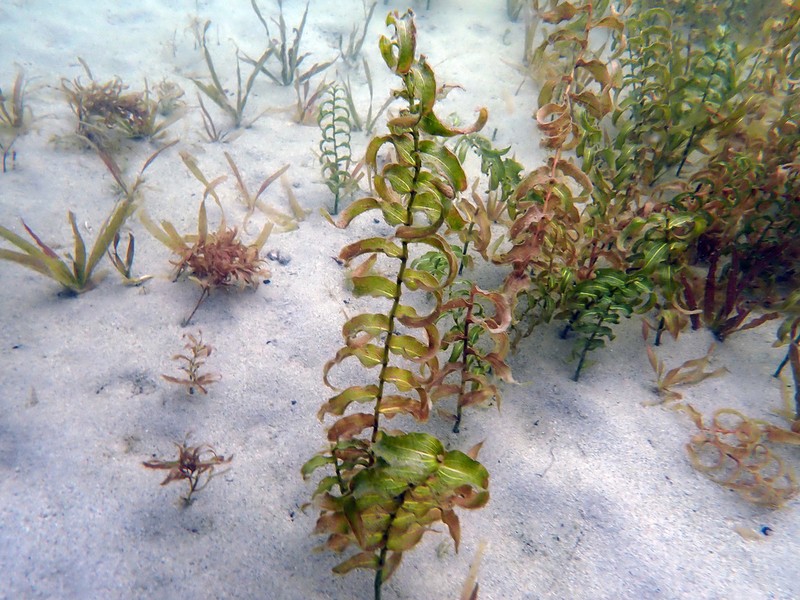 Richardson's Pondweed photo 3