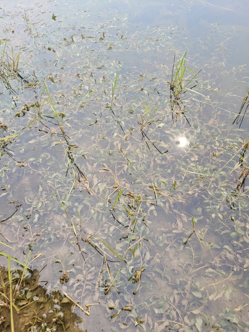 Richardson's Pondweed photo 4
