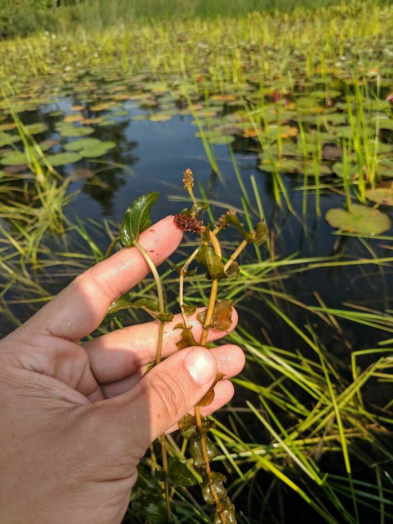 Richardson's Pondweed photo 5
