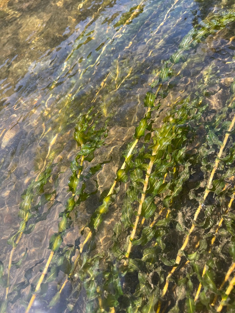 Richardson's Pondweed photo 6