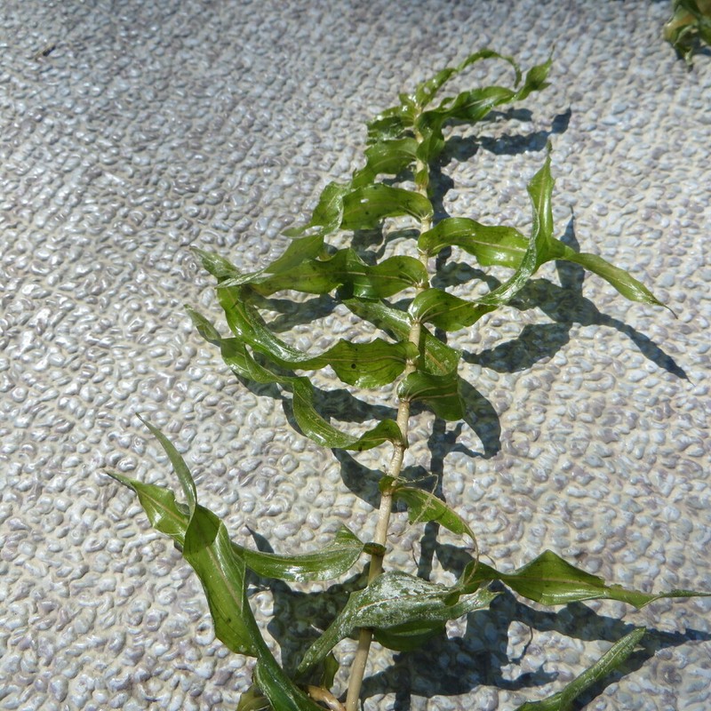 Richardson's Pondweed photo 7