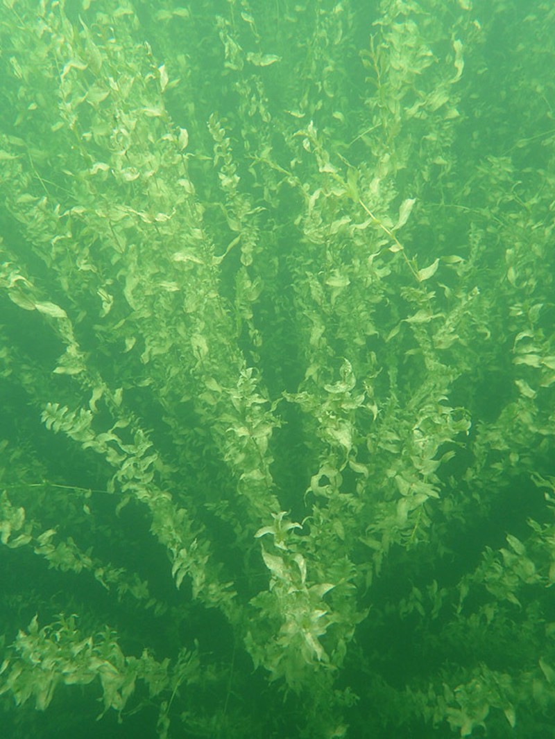Richardson's Pondweed photo 8