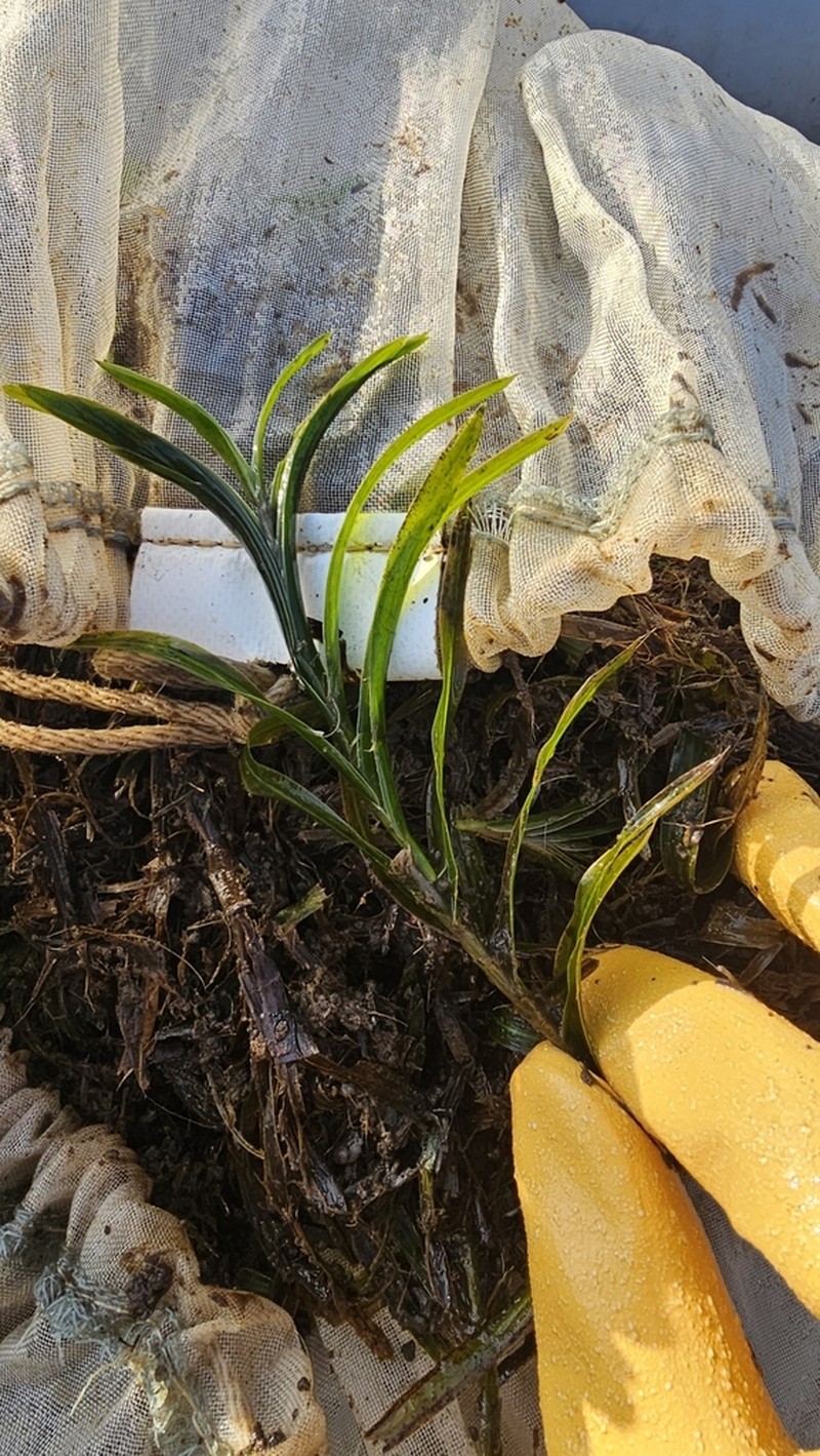 Robbins' Pondweed photo 2