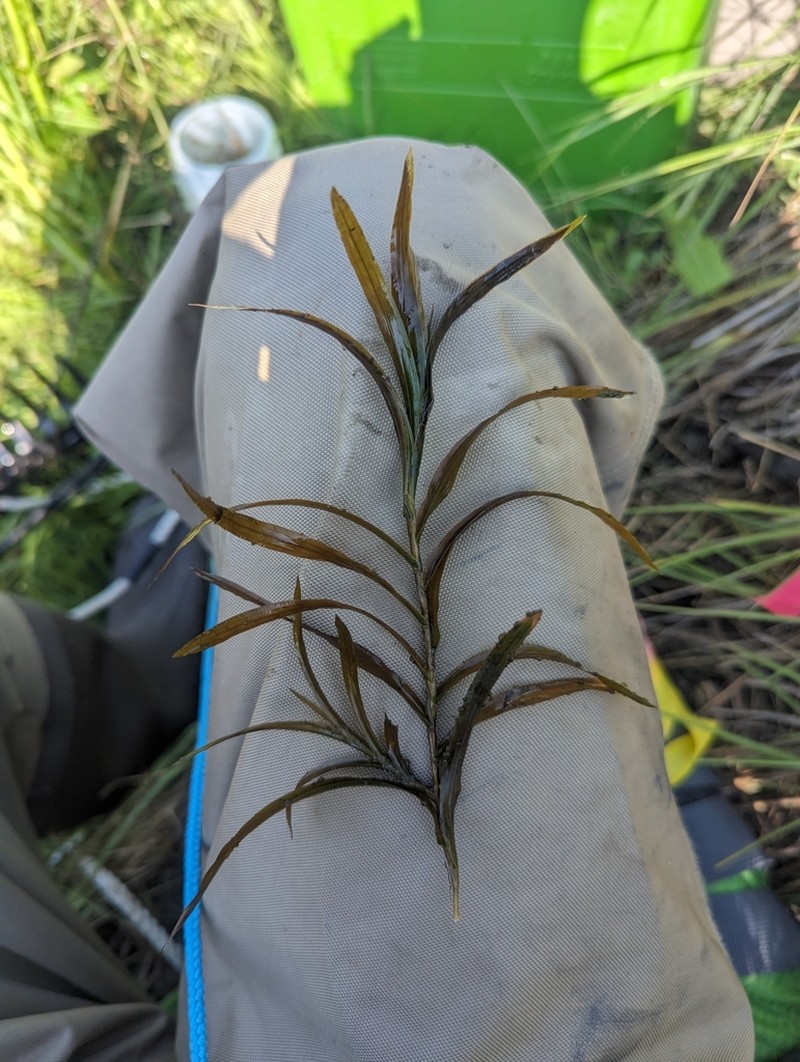 Robbins' Pondweed photo 3