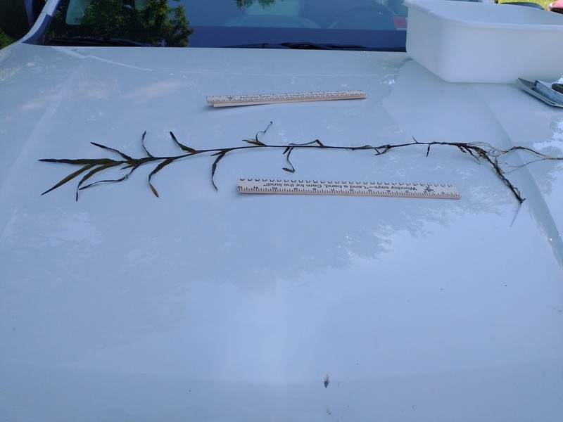 Robbins' Pondweed photo 4