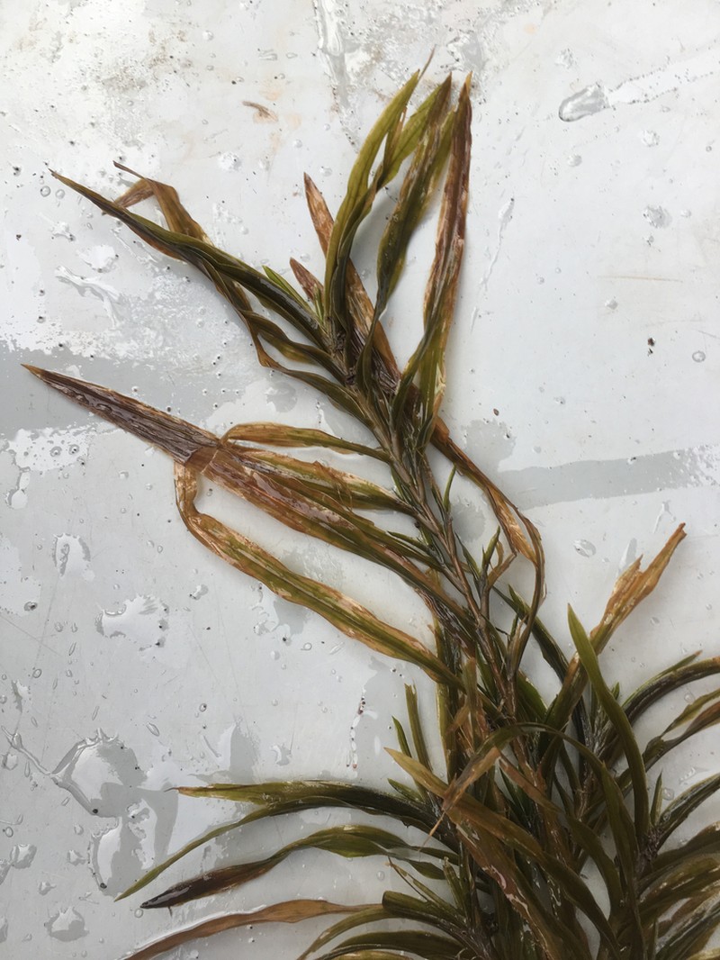 Robbins' Pondweed photo 5