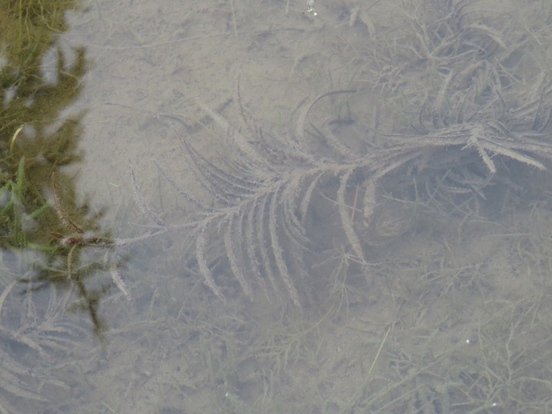 Robbins' Pondweed photo 6