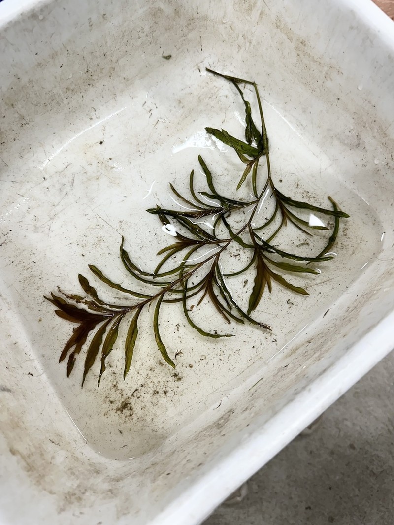 Robbins' Pondweed photo 7