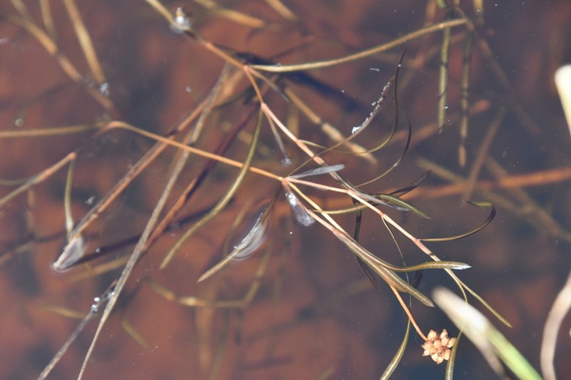 Yenisei River Pondweed
