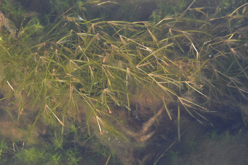 Yenisei River Pondweed photo 2