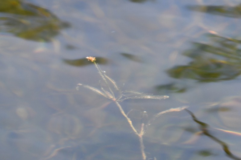 Yenisei River Pondweed photo 4