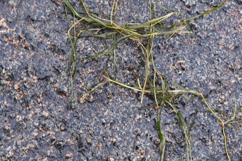 Yenisei River Pondweed photo 5