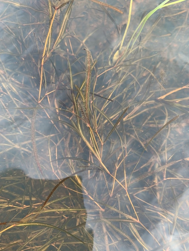 Yenisei River Pondweed photo 6