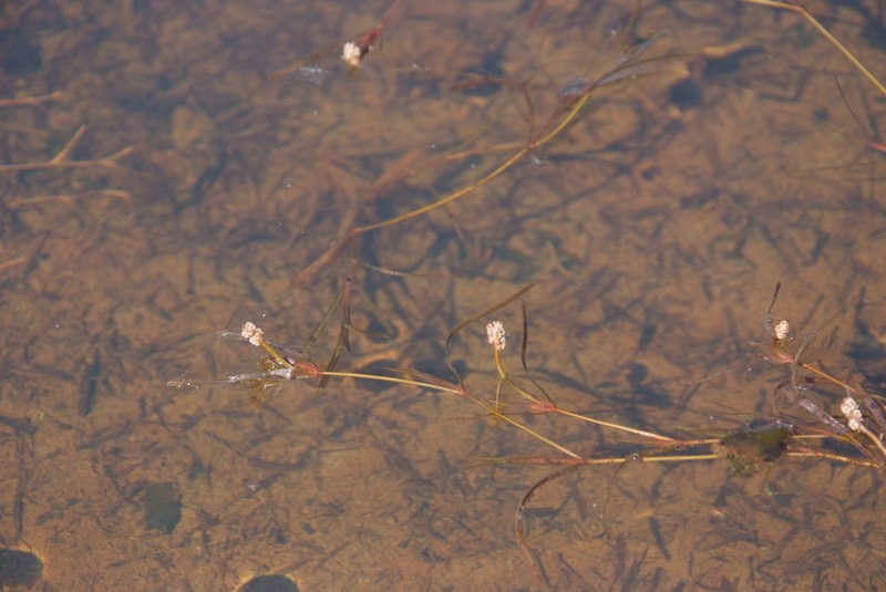 Yenisei River Pondweed photo 7