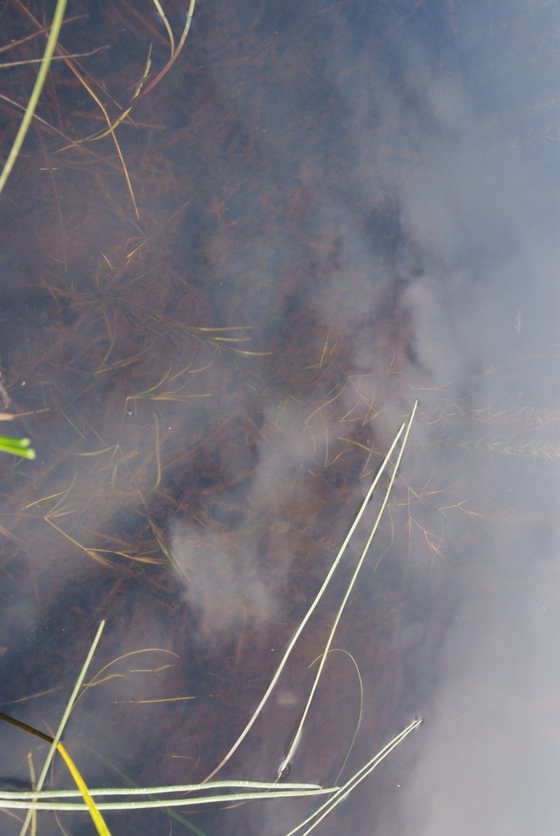 Yenisei River Pondweed photo 8