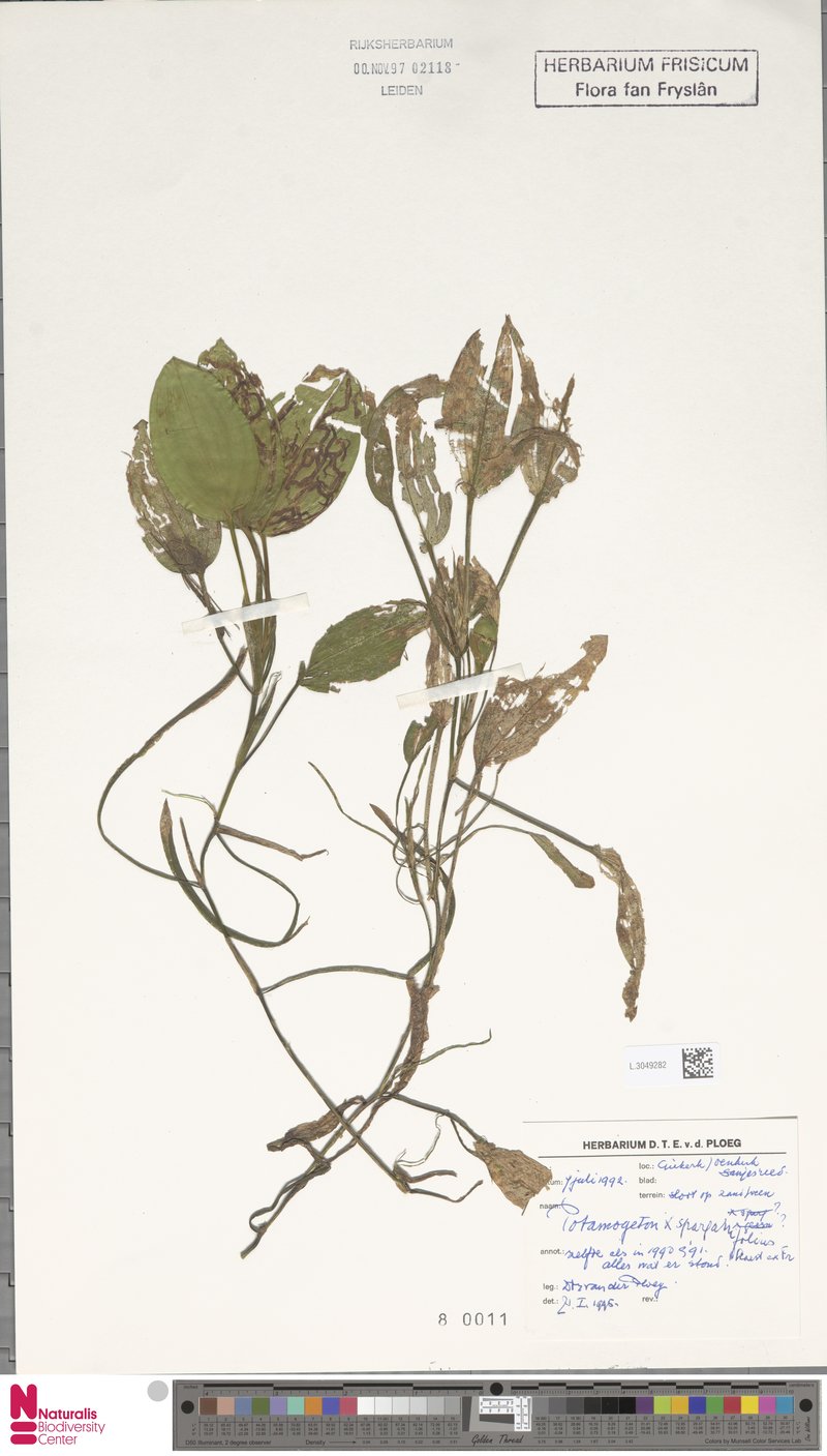 Pondweed photo 2