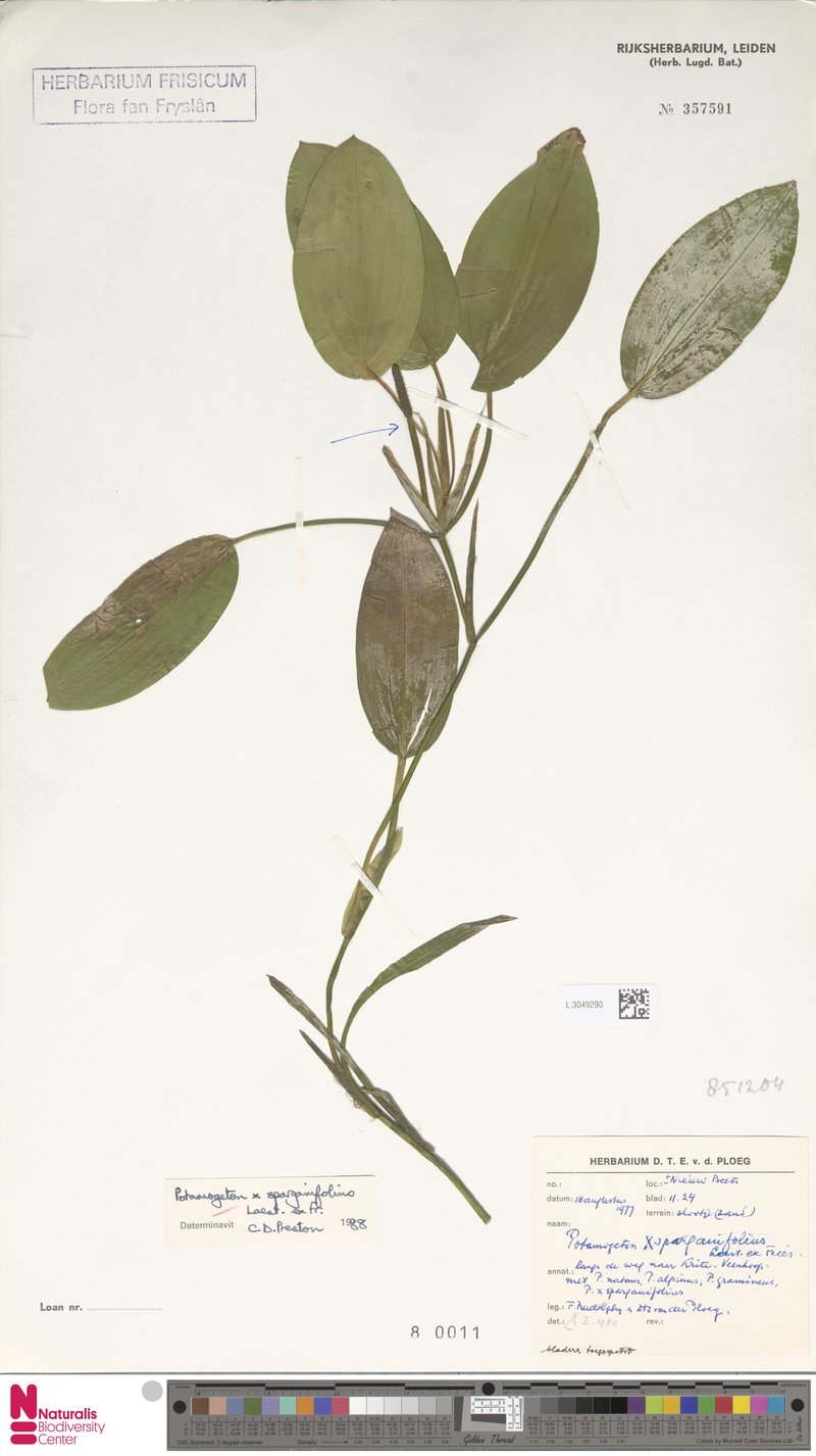 Pondweed photo 3
