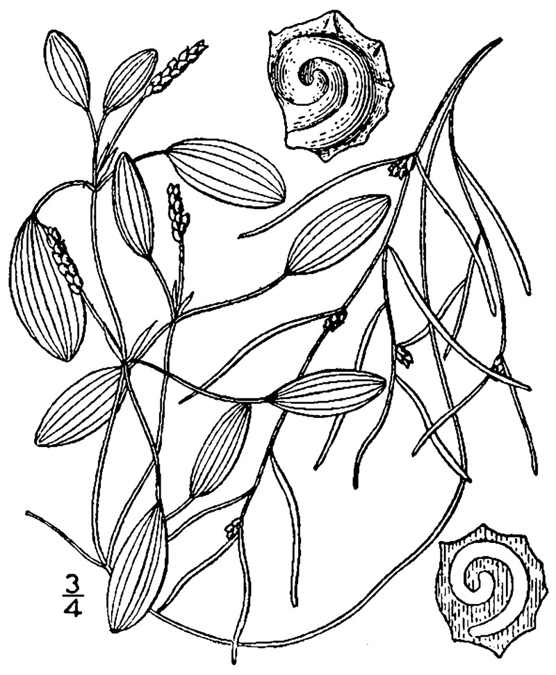 Spiral Pondweed