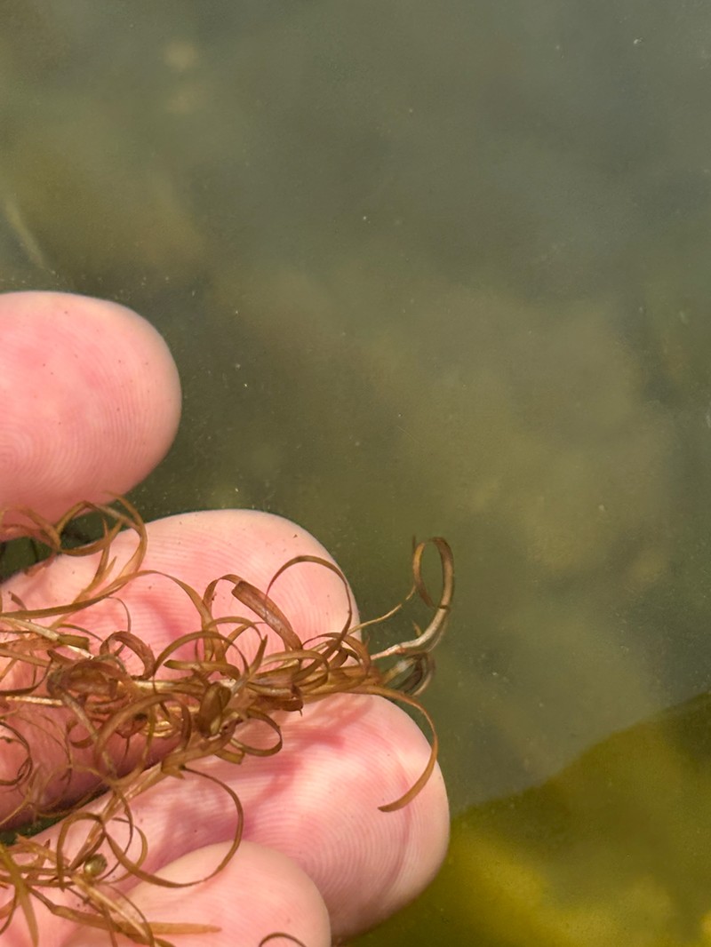 Spiral Pondweed photo 2
