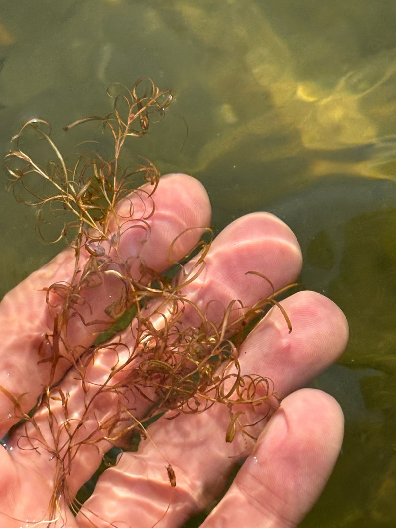 Spiral Pondweed photo 3