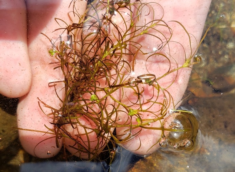 Spiral Pondweed
