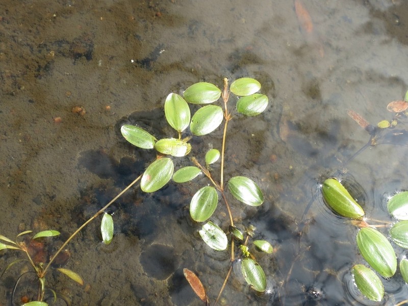 Spiral Pondweed photo 2