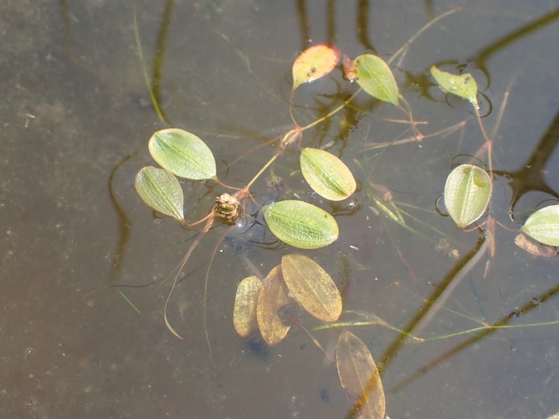 Spiral Pondweed photo 4