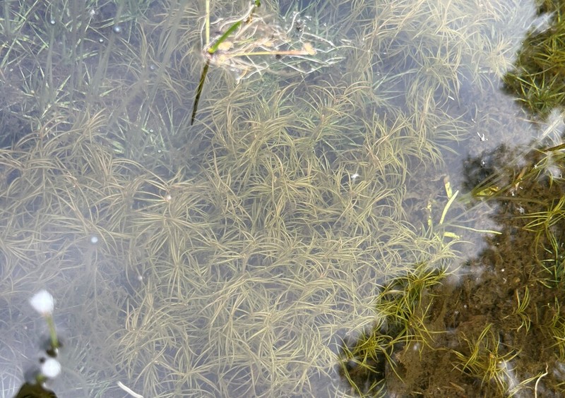 Spiral Pondweed photo 5