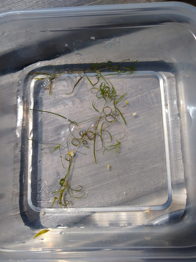 Spiral Pondweed photo 6