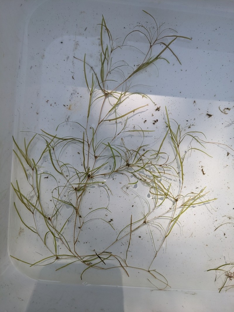 Spiral Pondweed photo 7