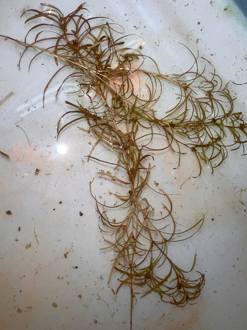 Spiral Pondweed photo 8