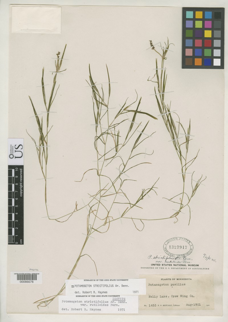 Narrowleaf Pondweed photo 2