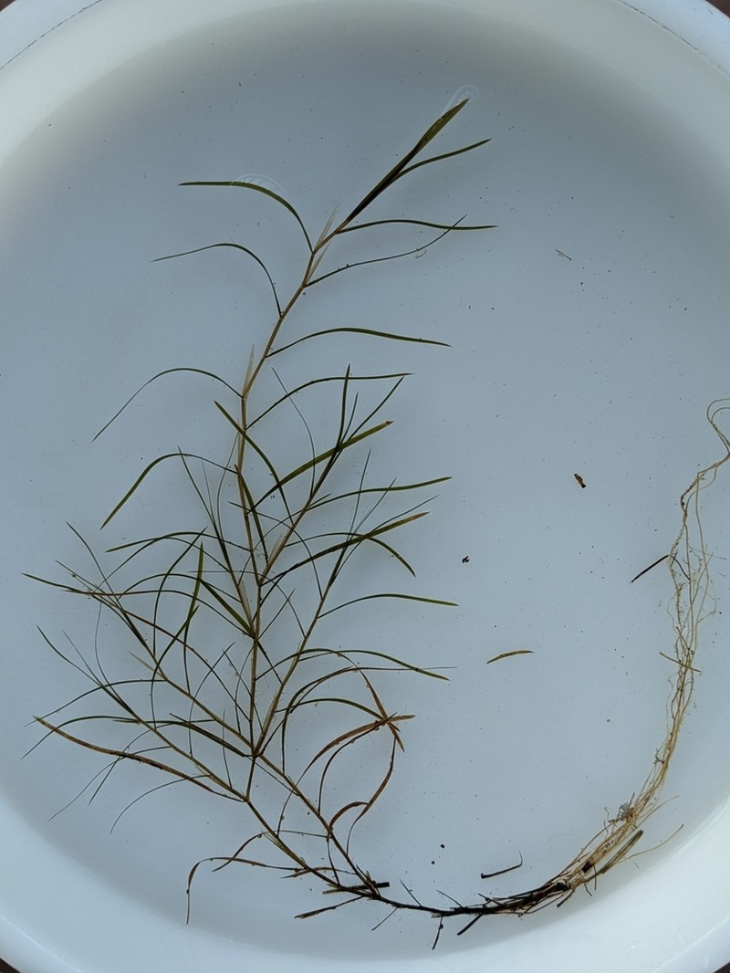 Narrowleaf Pondweed