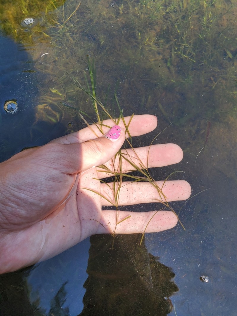Narrowleaf Pondweed photo 2
