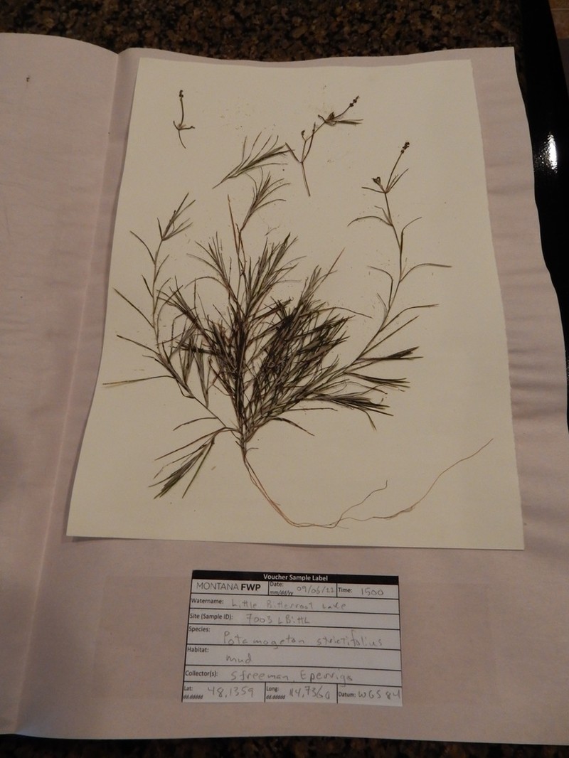 Narrowleaf Pondweed photo 3