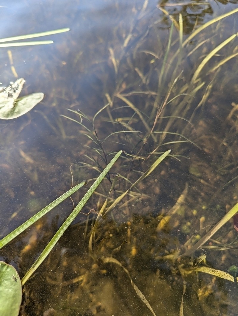 Narrowleaf Pondweed photo 4