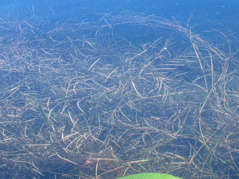 Narrowleaf Pondweed photo 5