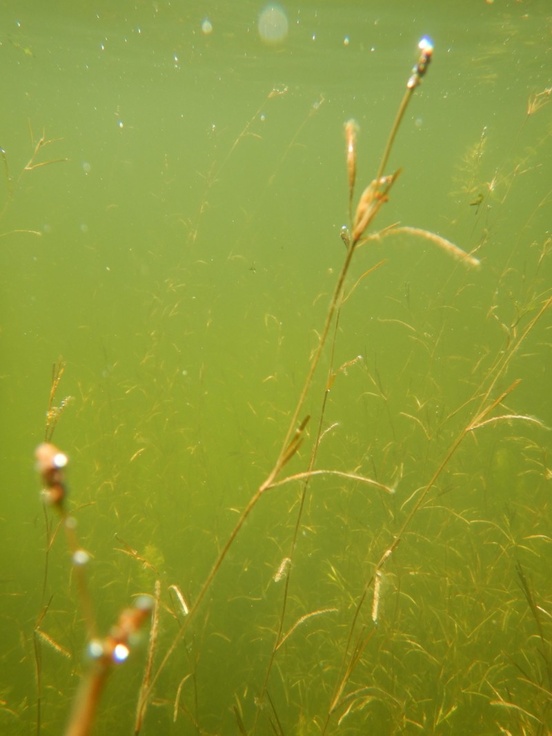 Narrowleaf Pondweed photo 6