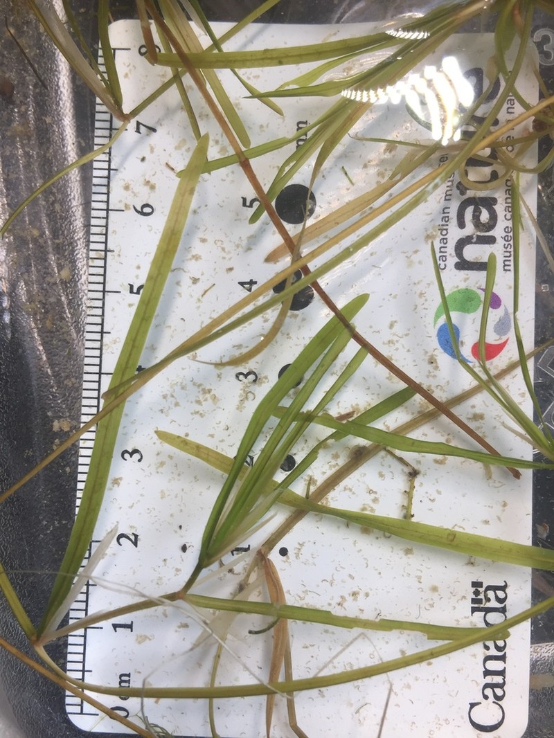 Narrowleaf Pondweed photo 7