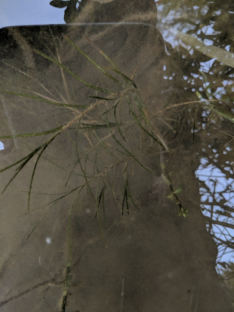 Narrowleaf Pondweed photo 8