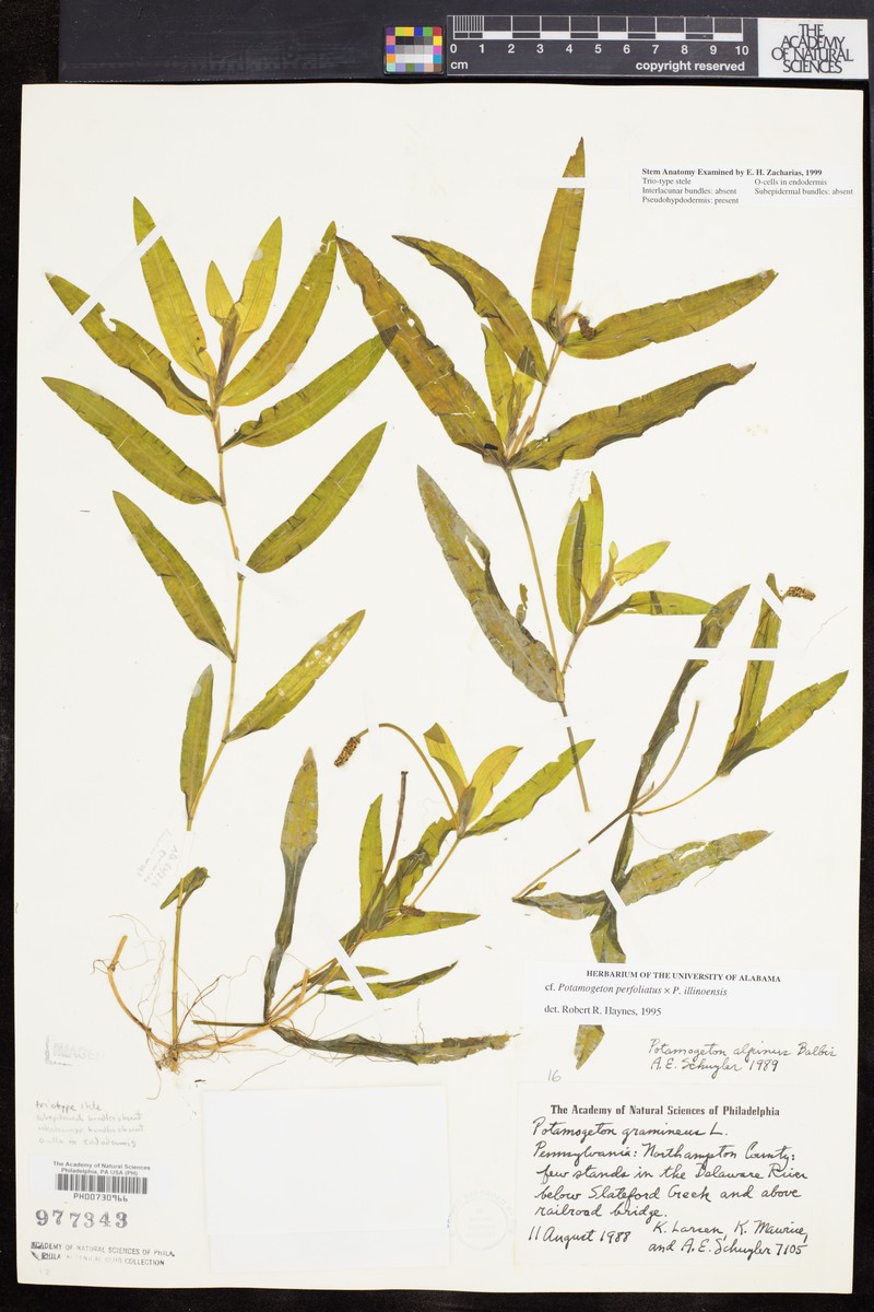 Potamogeton subdentatus